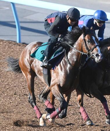 　デビュー勝ちを狙うコナパームス（撮影・園田高夫）