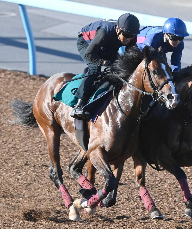 　デビュー勝ちを狙うコナパームス（撮影・園田高夫）