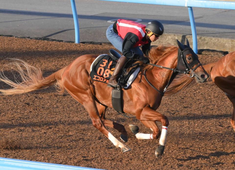 　美浦Ｗを軽やかに駆け抜けたエコロアルバ（撮影・持木克友）