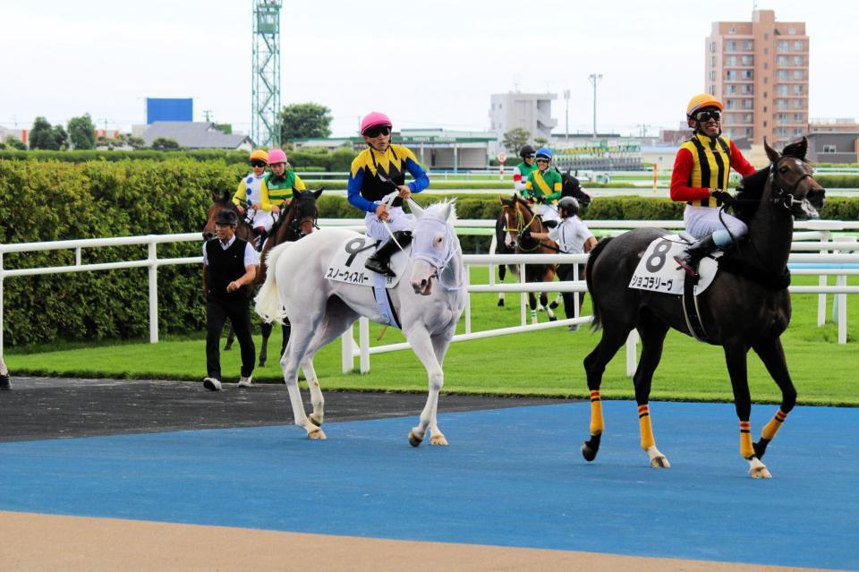 函館５Ｒ新馬戦で６着に終わり、引き上げてきた白毛のスノーウィスパー（中央）