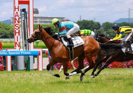 新馬戦を快勝したトップチェッカー（撮影・石湯恒介）