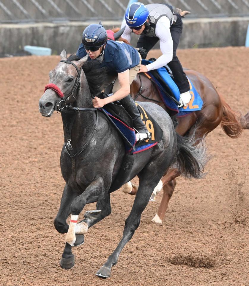　横山武を背に最先着を決めたリッツパーティー（手前）＝撮影・園田高夫
