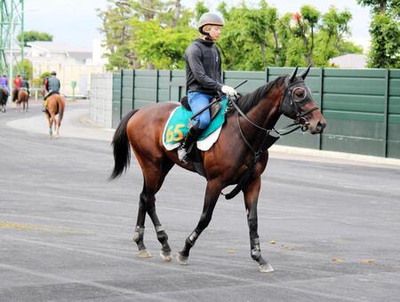 　新種牡馬フライトライン産駒の２勝目を狙うショウナンガレオン