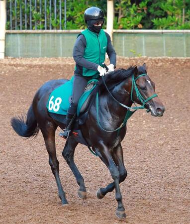　快速馬同士の夢の配合で誕生したディーエスシン（撮影・石湯恒介）