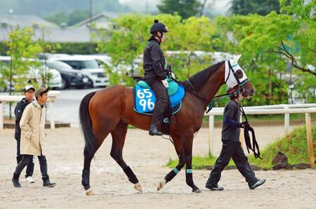 　運動するアンクルクロス＝栗東トレセン（撮影・石湯恒介）