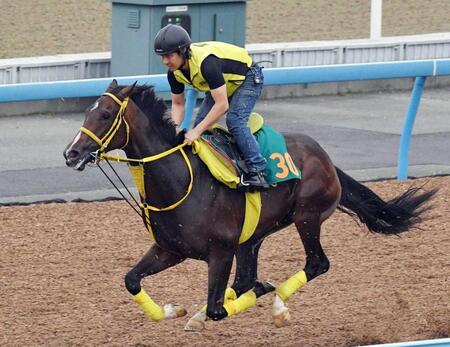 　デビューに向け調整するゴールドテソーロ＝美浦トレセン（撮影・持木克友）