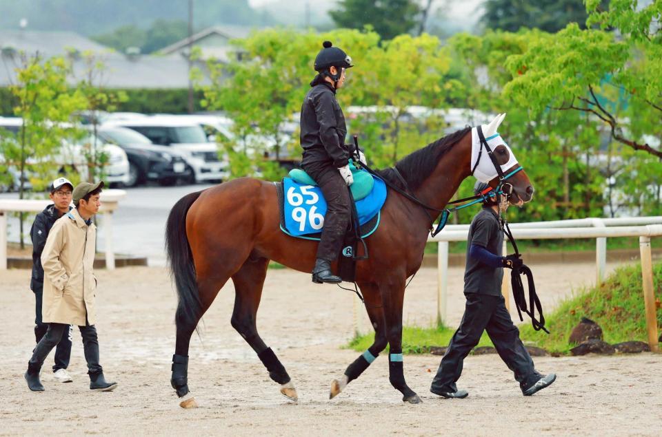 　運動するアンクルクロス＝栗東トレセン（撮影・石湯恒介）