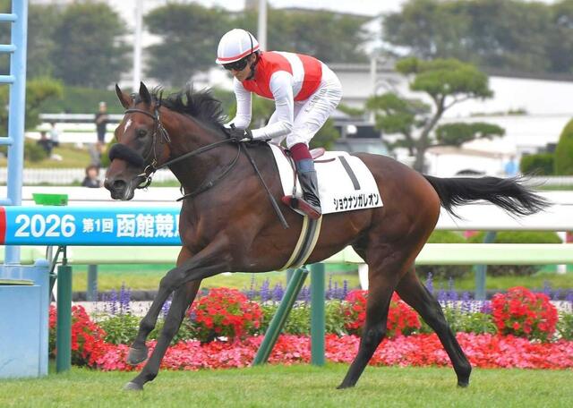 　衝撃のレコードＶでデビュー戦を飾ったショウナンガレオン（撮影・安藤瞭太）