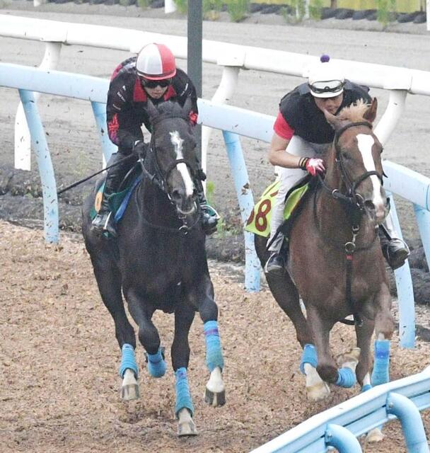 　デビューに向け調整するオジュウチョウサン産駒のタクミオジュウ（左）