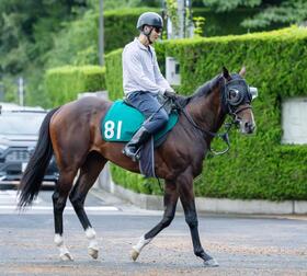 　キタサンブラック産駒の期待馬エルドボルグ（撮影・石湯恒介）