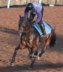 　美浦Ｗで軽快なフットワークを披露したカラマティアノス（撮影・園田高夫）