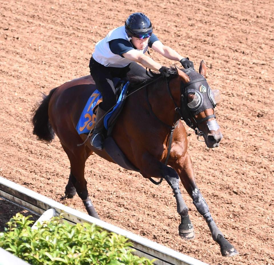 　美浦坂路でシャープに伸びたバトルボーン
