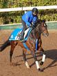 【小倉＆福島の危険な人気馬】ゾンニッヒ　福島１１Ｒ・安達太良Ｓ