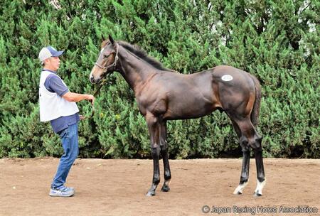 ３億３０００万円で落札されたイクイノックス産駒のデアリングタクト２６ⒸＪａｐａｎ　Ｒａｃｉｎｇ　Ｈｏｒｓｅ　Ａｓｓｏｃｉａｔｉｏｎ