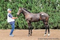 ３億３０００万円で落札されたイクイノックス産駒のデアリングタクト２６ⒸＪａｐａｎ　Ｒａｃｉｎｇ　Ｈｏｒｓｅ　Ａｓｓｏｃｉａｔｉｏｎ