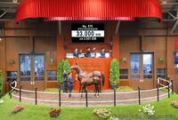 ３億３０００万円で落札されたイクイノックス産駒のデアリングタクト２６ⒸＪａｐａｎ　Ｒａｃｉｎｇ　Ｈｏｒｓｅ　Ａｓｓｏｃｉａｔｉｏｎ