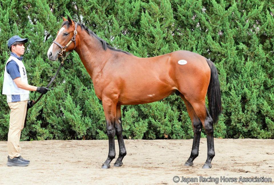 　３億３０００万円で落札されたキタサンブラック産駒のスキア２５　©Ｊａｐａｎ　Ｒａｃｉｎｇ　Ｈｏｒｓｅ　Ａｓｓｏｃｉａｔｉｏｎ