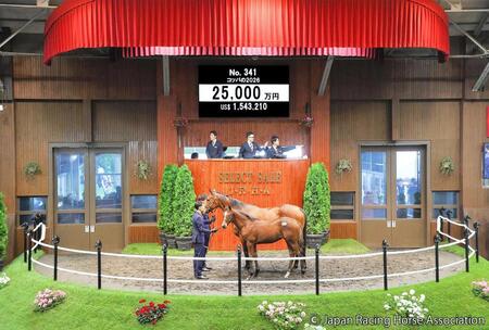 　ドウデュース産駒初の“億超え”２億５０００万円で落札されたコッパ２６（Ｃ）ＪａｐａｎＲａｃｉｎｇＨｏｒｓｅＡｓｓｏｃｉａｔｉｏｎ提供