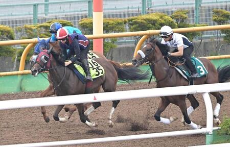 　函館Ｗの３頭併せで最先着を決めたシグレ（左手前）