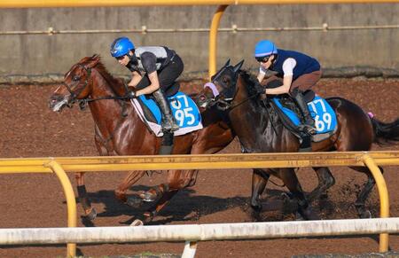 　栗東ＣＷの併せ馬で追走先着を決めたガイアメンテ（左）＝撮影・石湯恒介