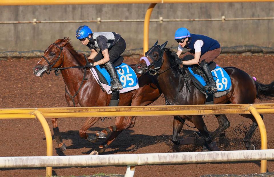 　栗東ＣＷの併せ馬で追走先着を決めたガイアメンテ（左）＝撮影・石湯恒介