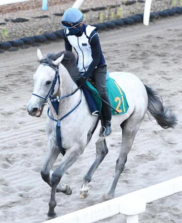 　初戦から注目の良血馬ヴェルバーニア