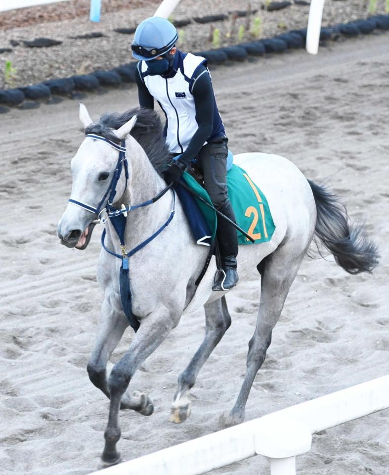 　初戦から注目の良血馬ヴェルバーニア