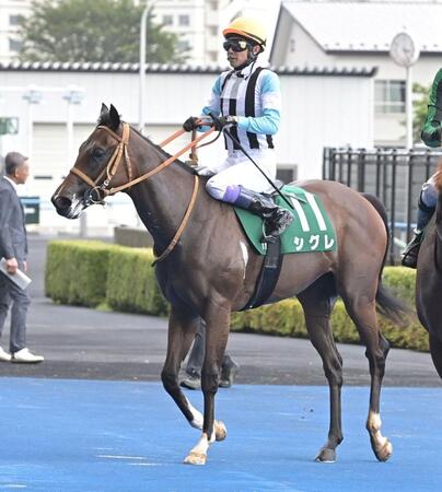５着に敗れたシグレ（撮影・持木克友）