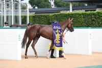 表彰に向かう、ゼンダンハヤブサ