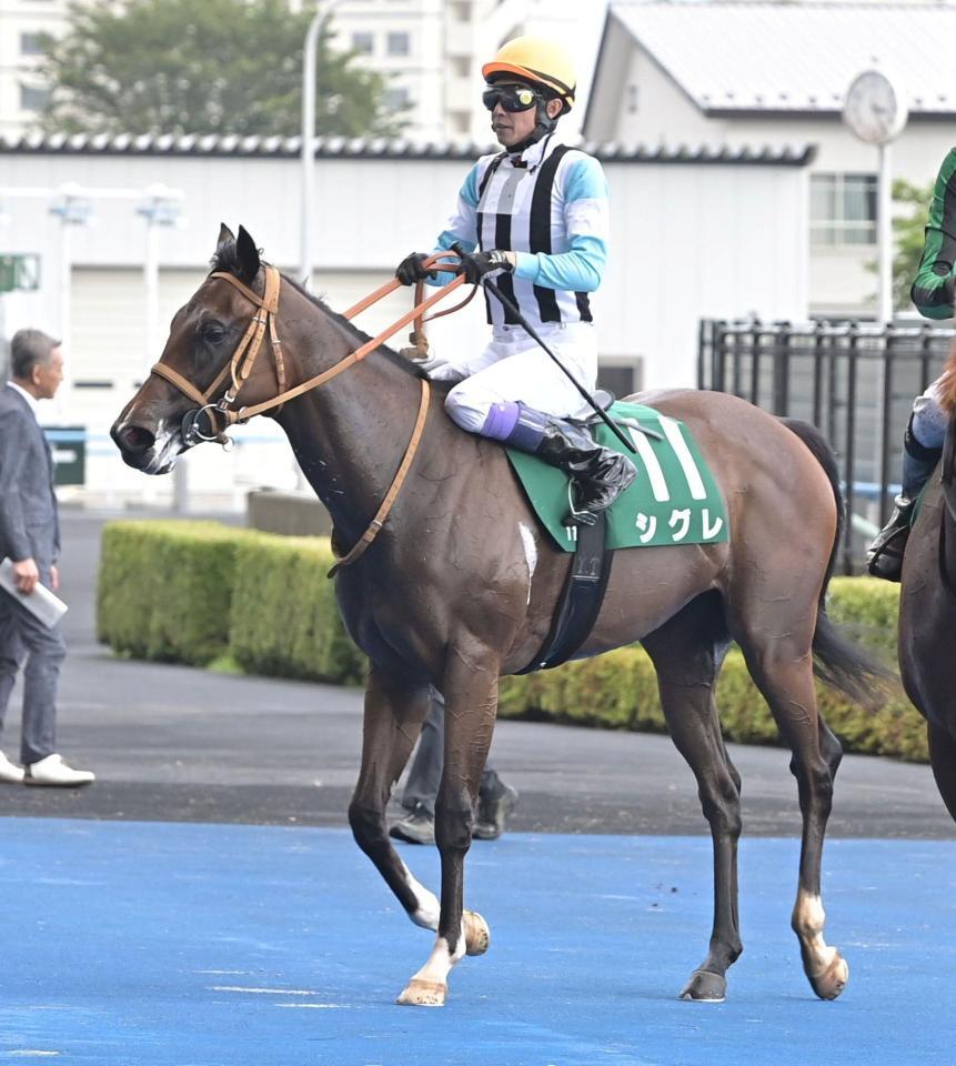 ５着に敗れたシグレ（撮影・持木克友）