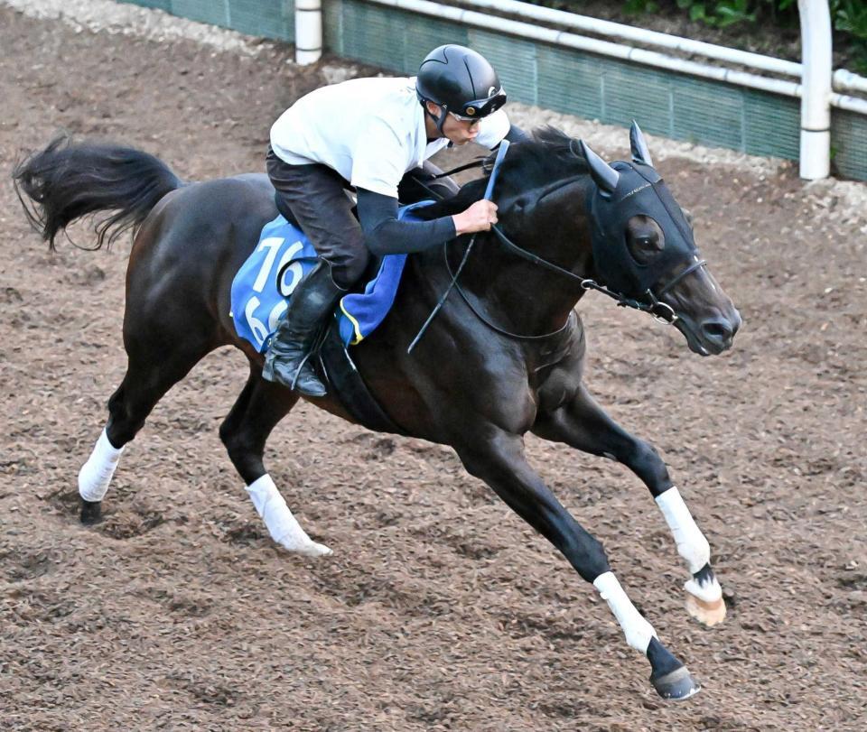 　栗東坂路を力強く駆け上がったファーヴェント（撮影・今井雅貴）