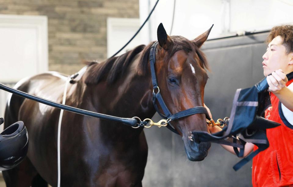 　７歳牝馬でも元気一杯なドロップオブライト