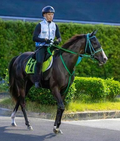 　池添師が手応えをつかむアレオクール（撮影・石湯恒介）