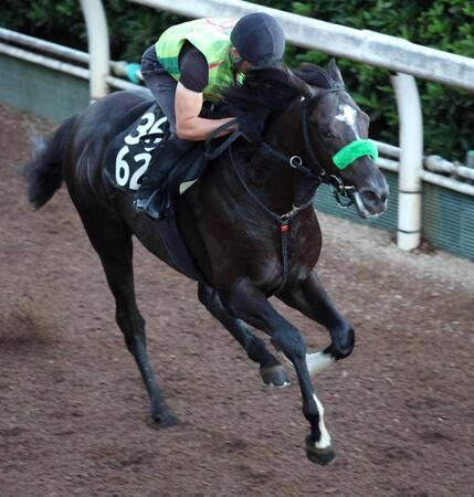 　栗東坂路で追い切ったメルカントゥール＝栗東トレーニングセンター（撮影・坂部計介）