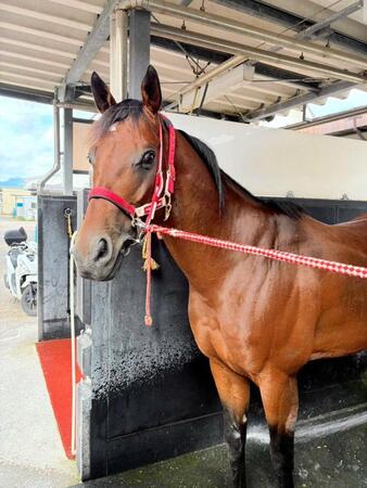 函館競馬場に入厩したフォーエバーヤング（※荒木助手提供）