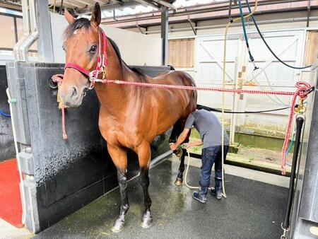 函館競馬場に入厩したフォーエバーヤング（※荒木助手提供）