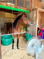 函館競馬場の馬房で落ち着いた様子のフォーエバーヤング（※荒木助手提供）