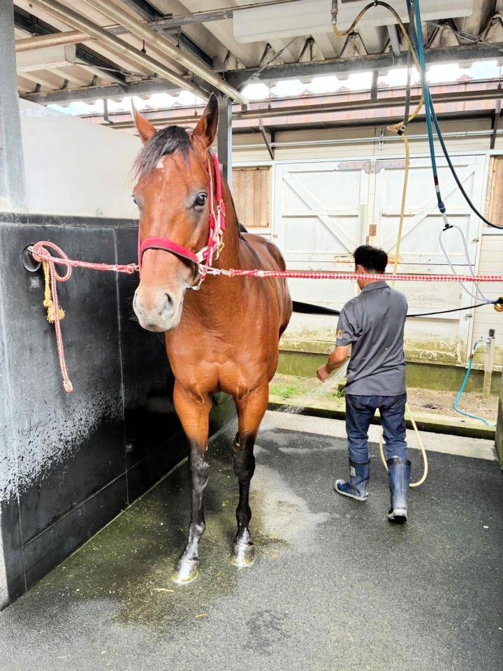 函館競馬場に入厩したフォーエバーヤング（※荒木助手提供）