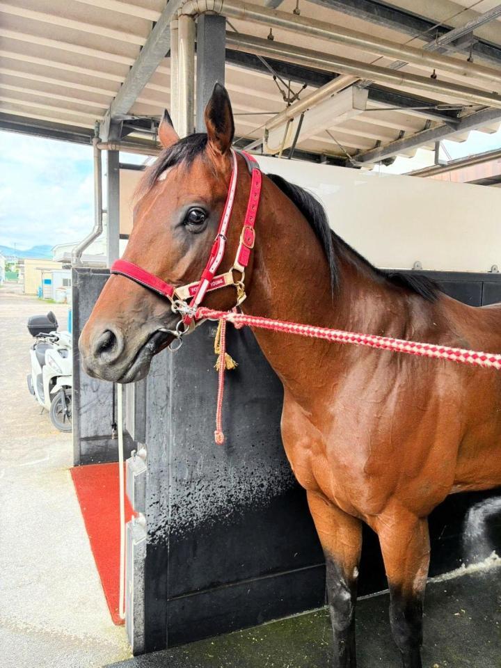 函館競馬場に入厩したフォーエバーヤング（※荒木助手提供）