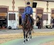 【ジャックルマロワ賞】シックスペンスは雰囲気上々　シュトラウスも落ち着き見せ万全　瀬戸助手「悪くない状態」