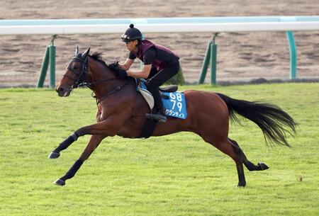 　札幌芝コースで軽快な動きを披露したグランディア