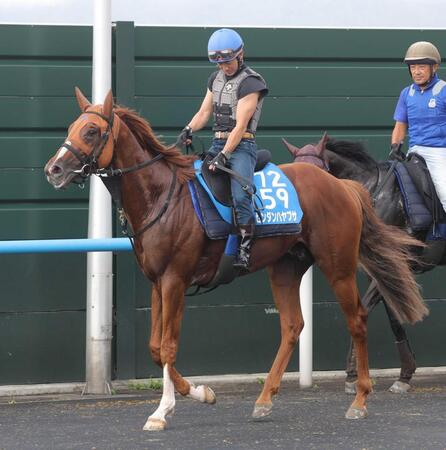 　重賞連勝を目指す酒井とゼンダンハヤブサ（撮影・西岡正）