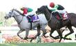 【ＷＡＳＪ】２戦連続２着！豪州の若き名手ザック・ロイドが首位　ＪＲＡ短期免許取得にも興味「ベストを尽くしたい」