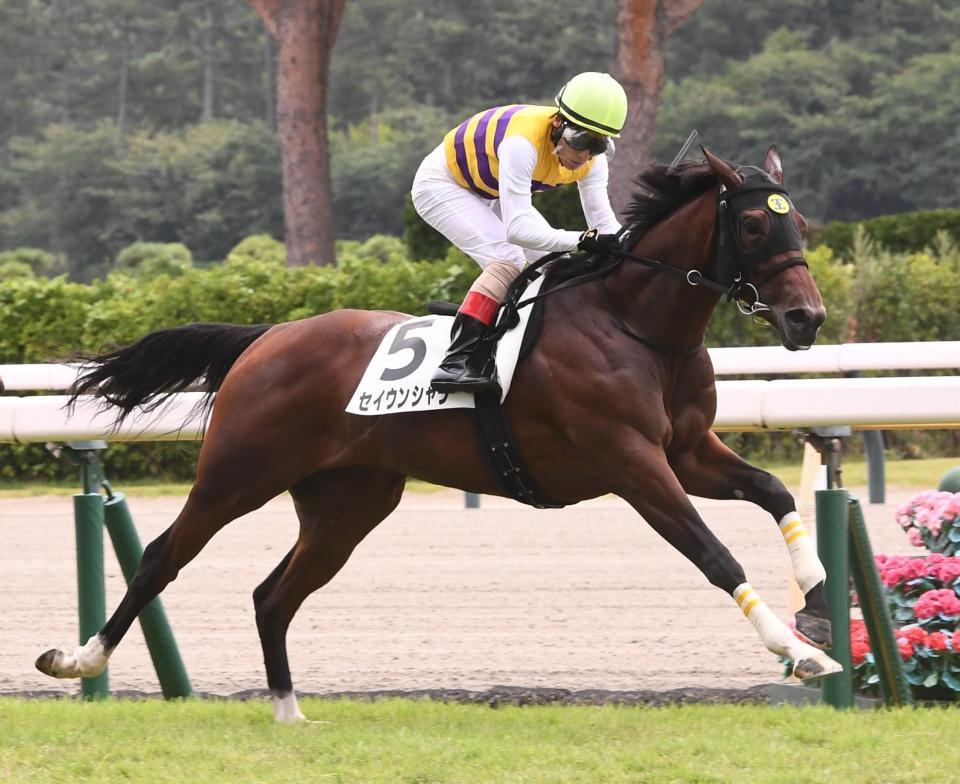 ２歳新馬戦を制したセイウンシャラ（撮影・園田高夫）