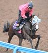 【新潟記念】勢いＮｏ.１は３歳Ｇ１馬ロデオドライブ　データは唯一の全項目クリア　強豪古馬勢撃破で飛躍の秋へ