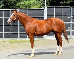 　種牡馬となったジャックドール＝２６年８月、北海道道新ひだか町のレックススタッド