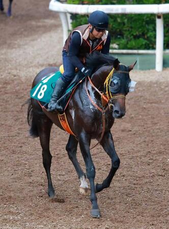 　成長力ある血統馬ブレイズフォート（撮影・石湯恒介）