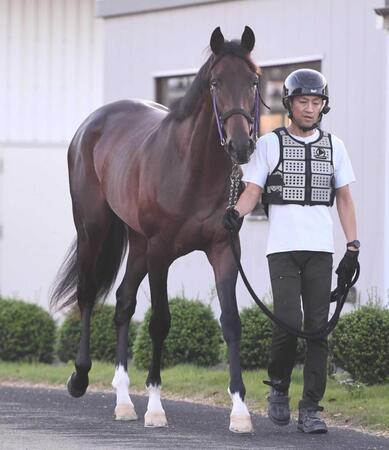 　名門の血を受け継ぐチェスティーノ