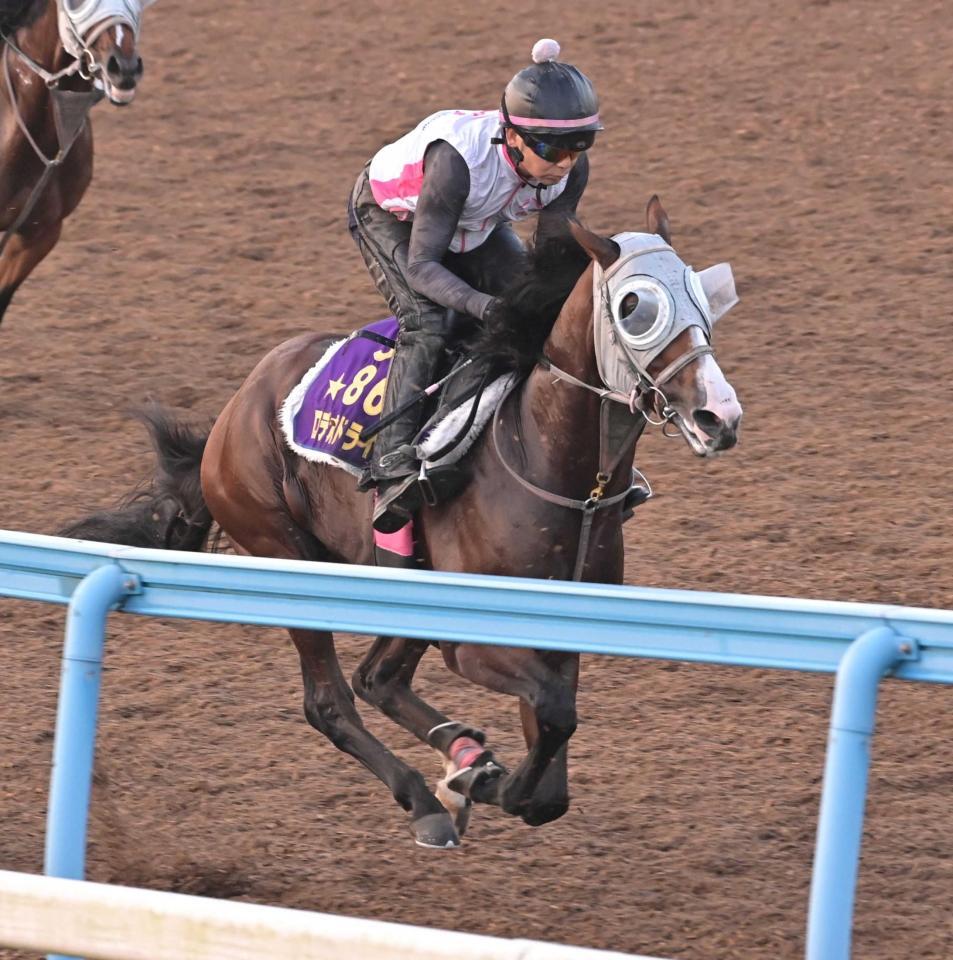　美浦Ｗで追い切るロデオドライブ（撮影・持木克友）