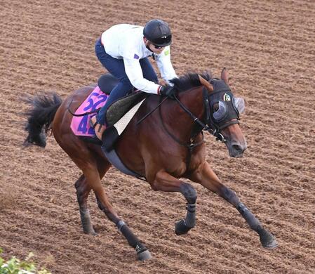 重賞初Ｖへ態勢が整ったジッピーチューン（撮影・園田高夫）